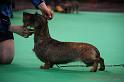 Crufts2011_2 1404